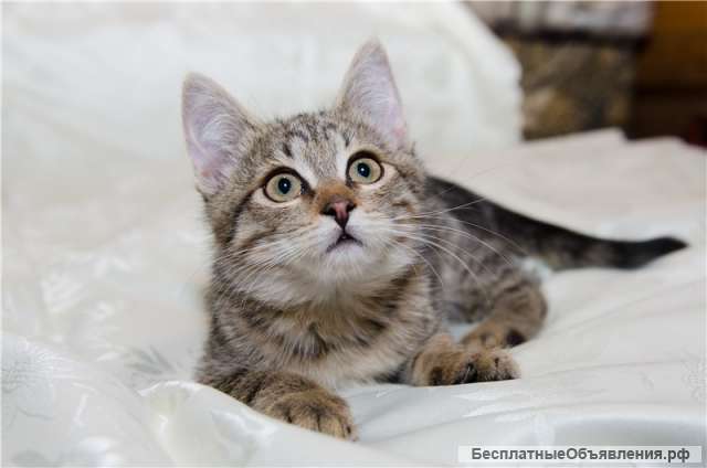 Котенок Сонечка в добрые руки