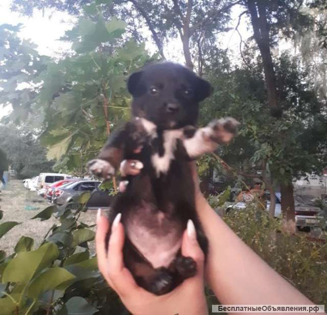 Щенки малыши в добрые руки