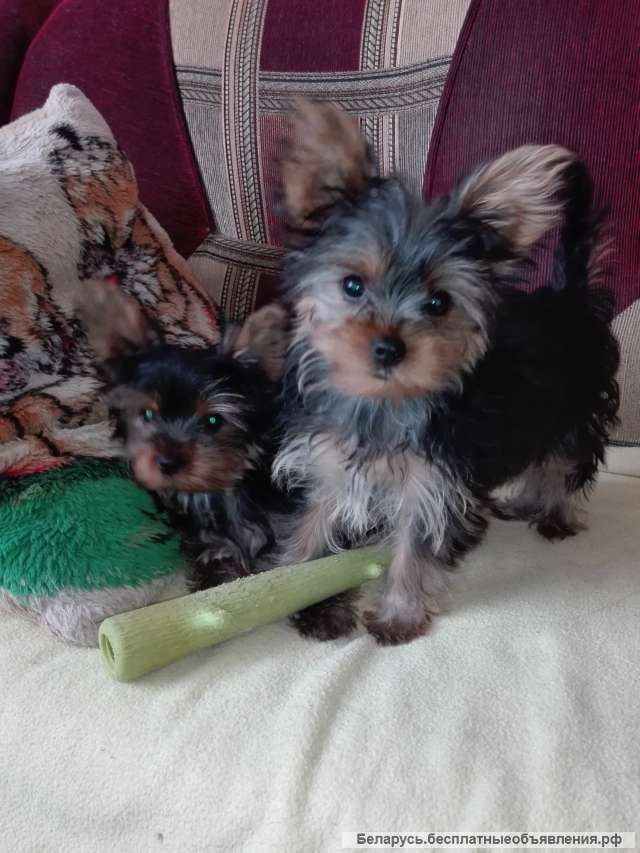 Щенки йоркширского терьера