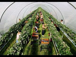 Робота в теплицях для жінок