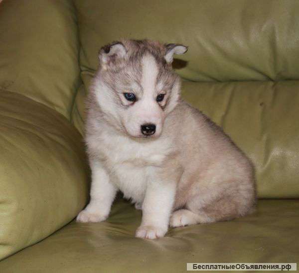Щенка хаски шоу-класса. Мальчик, серо-белого окраса