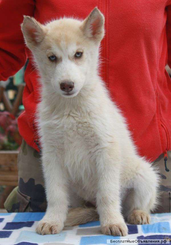 Щенка хаски шоу-класса. Мальчик, окрас палевый, голубые глаза.
