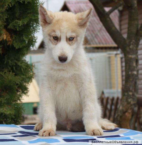 Щенка хаски шоу-класса. Мальчик, окрас палевый арлекин, голубой и зеленый глаза.