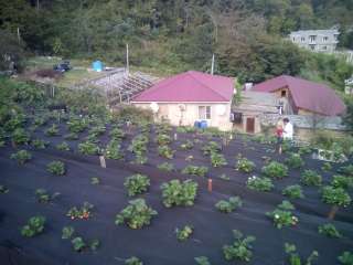 Дом в Молдовке -Адлер