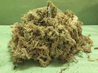 Мох сфагнум