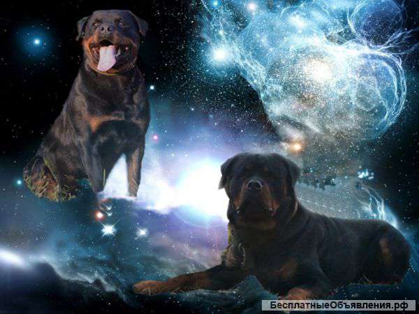 Щенки ротвейлера из питомника