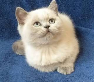 Котята шотландские