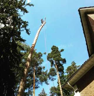 Спилить дерево в Троицке. Обрезка деревьев +7 (915) 235-22-06