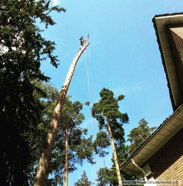 Спилить дерево Химки. Обрезка деревьев +7 (915) 235-22-06