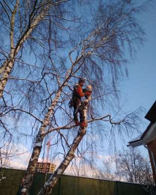 Спилить дерево Солнечногорск. Обрезка деревьев +7 (915) 235-22-06