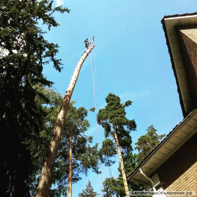 Спилить дерево Подольск. Обрезка деревьев +7 (915) 235-22-06
