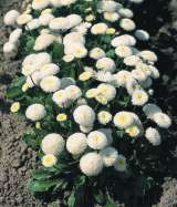 Мега красивенные цветы Маргаритки Белые и много других растений (опт от 1000 грн)