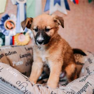 Чудесные щенки ищут дом