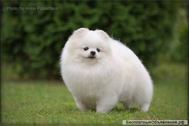 Белый померанский шпиц кобель для вязки