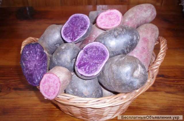 Посадочный картофель синий и розовый внутри первой фракции