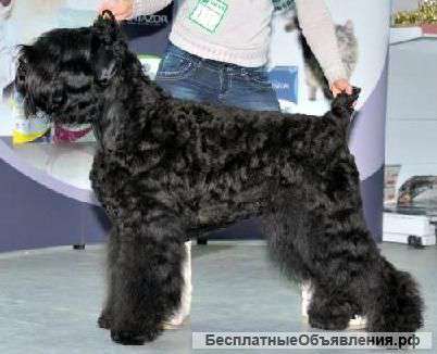 Щенки Русского Черного терьера
