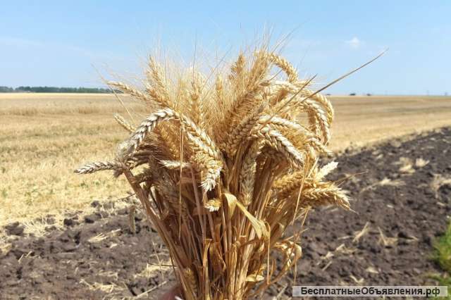 Семена озимой пшеницы, ячменя, тритикале на посевную 2019
