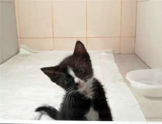 Чудесный котенок Смоки ищет дом