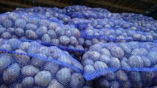 Картофель оптом. Нижний Новгород