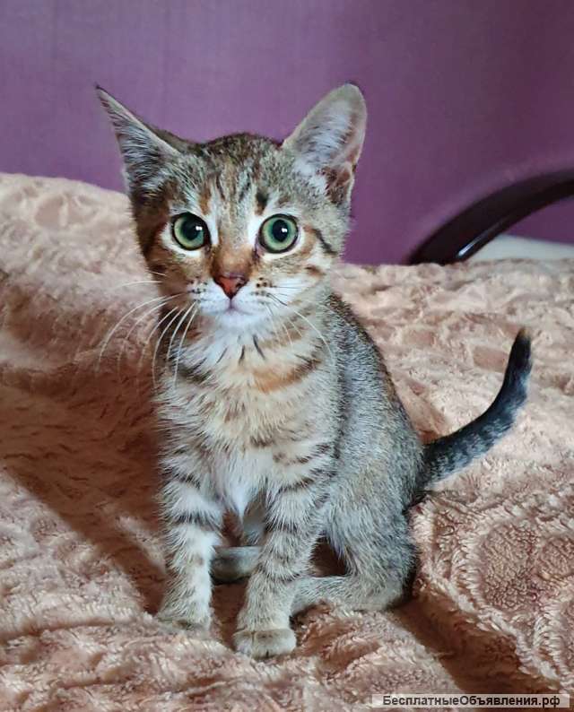 Красивая девочка котенок в дар