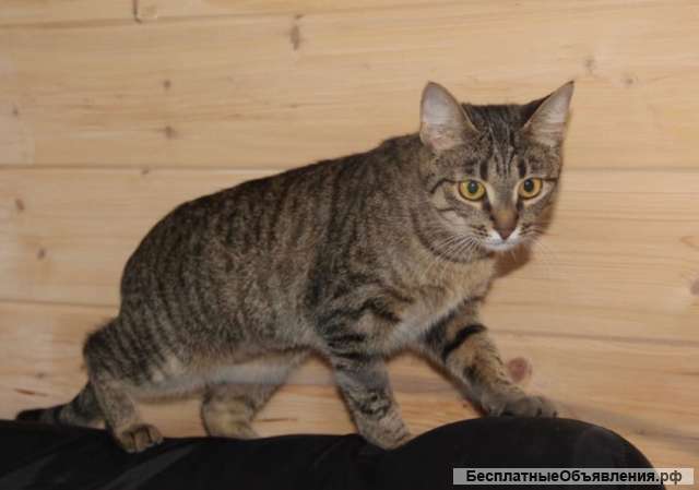 Кошка рысь ищет дом