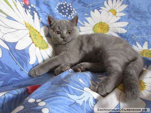 Плюшевые шотландские котята