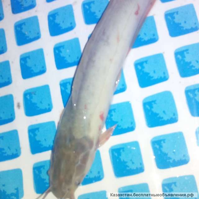 Африканские сомы