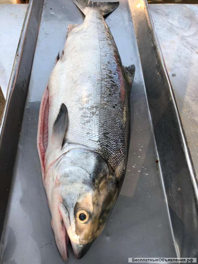 На продажу Кету ПСГ