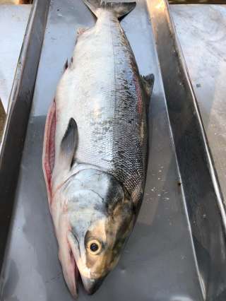 На продажу Кету ПСГ