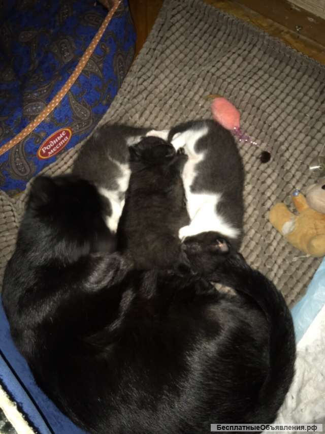 Милые котята