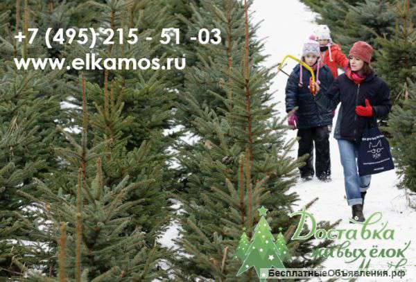 Доставка живых елок к новому году