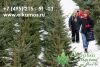 Доставка живых елок к новому году