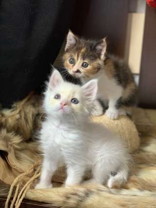 Ищем добрые ответственные руки двум котятам