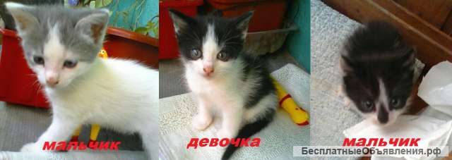 Котята
