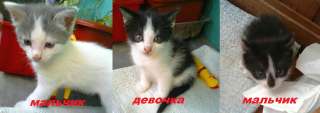 Котята