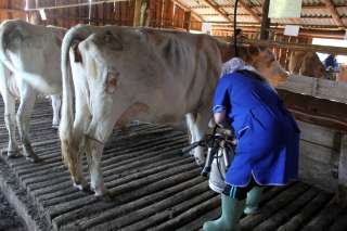 Требуется дояр на ферму