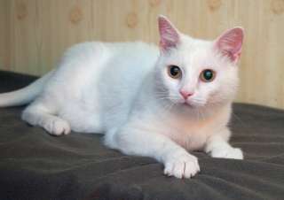 Очаровательная белоснежная кошечка в добрые руки
