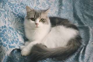 Кошечка Адель ищет дом