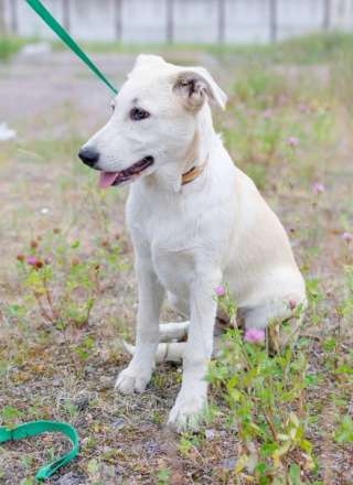 Щенок в дар