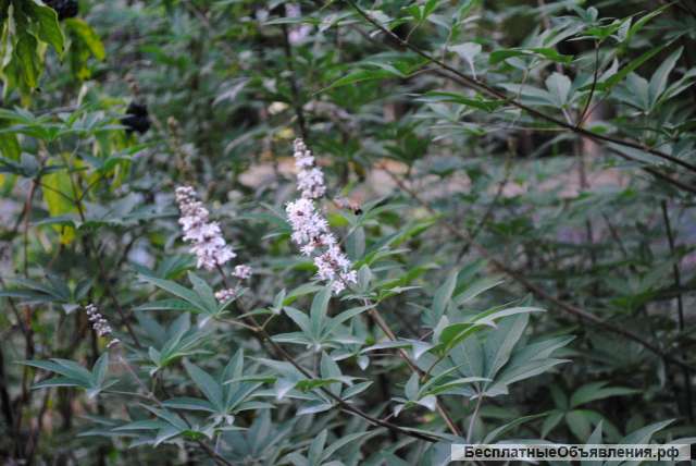 Витекс (авраамово дерево или прутняк обыкновенный)