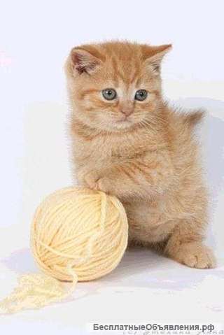 Клубные котята питомника"sweettoy"