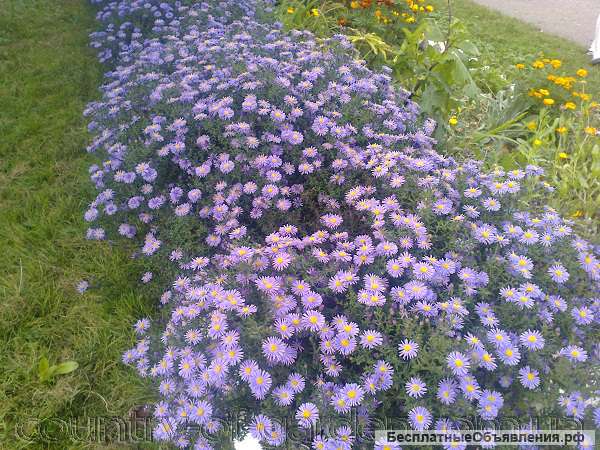 Сентябринки посадка и уход в открытом грунте. Сентябринки высокие на даче. Сентябринки на клумбе. Сентябрина. Клумба своими руками из сентябринок.