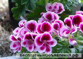 Герань(пелпргонии)