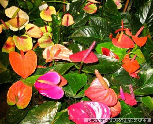 Абутилон и Антуриум