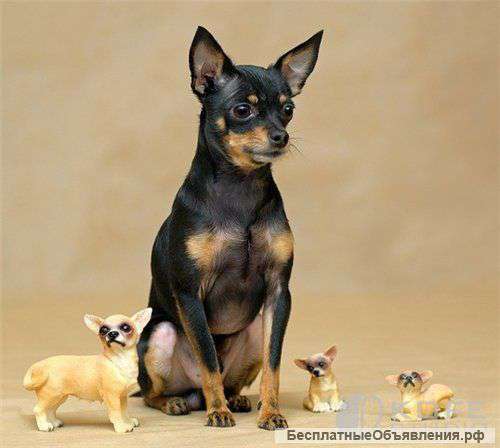 Отдаю тойчика мальчик 1 год