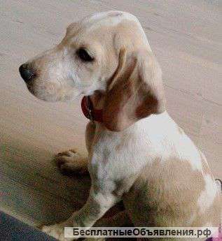 Английский спаниель