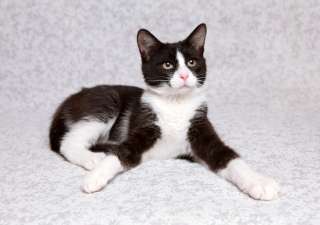 Котенок Марсель, 5 мес. ищет дом.