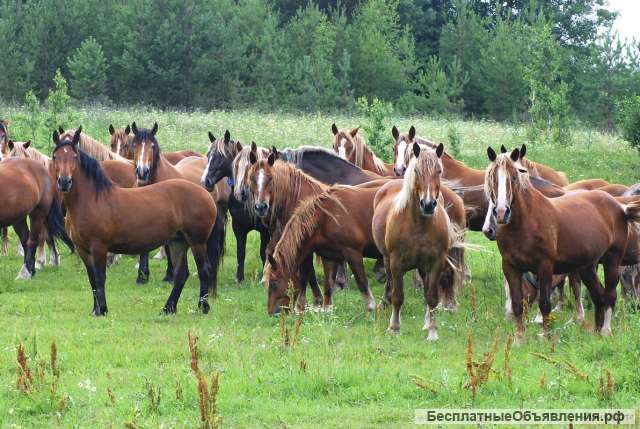 Под заказ лошадей породы; Орловские, Донские, Советские тяжеловозы