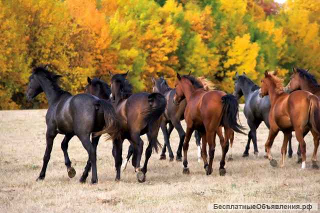 Под заказ лошадей породы; Орловские, Донские, Советские тяжеловозы