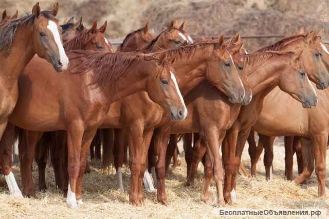 Под заказ лошадей породы; Орловские, Донские, Советские тяжеловозы